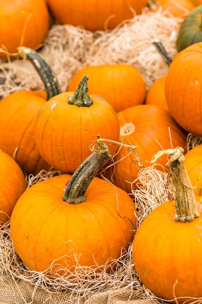 Orange Kürbisse auf dem Kürbisbeet.