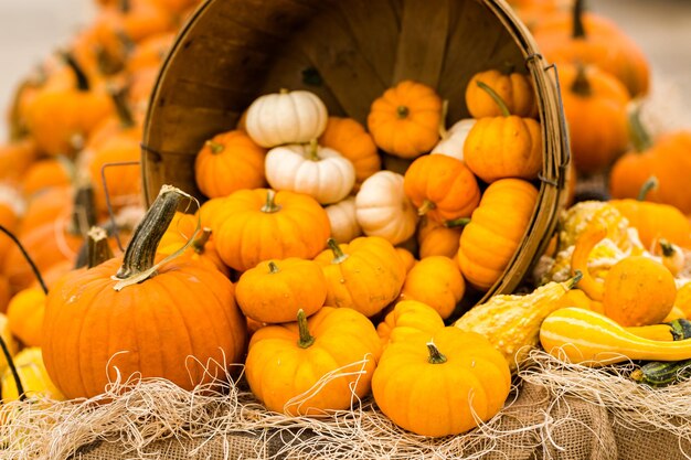 Orange Kürbisse auf dem Kürbisbeet.