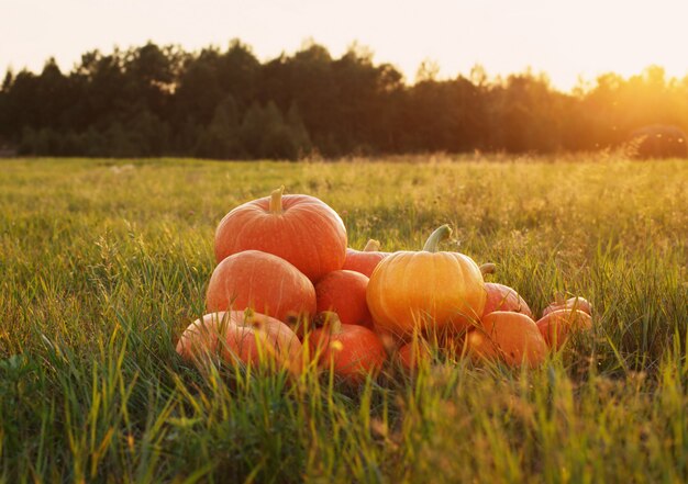 Orange Kürbisse auf Gras bei Sonnenuntergang