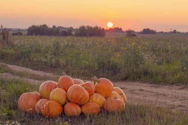 Orange Kürbisse auf ländlichem Feld bei Sonnenuntergang