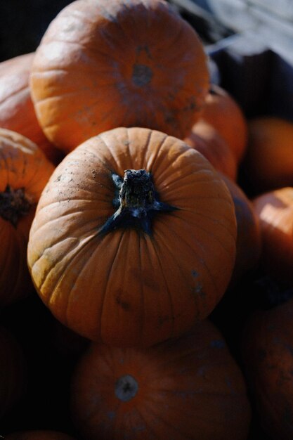 Foto orange kürbisse in der nahaufnahme