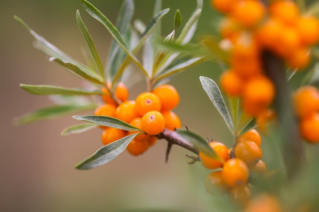 Orange Kürbisse in einem Gewächshaus auf dem Land.