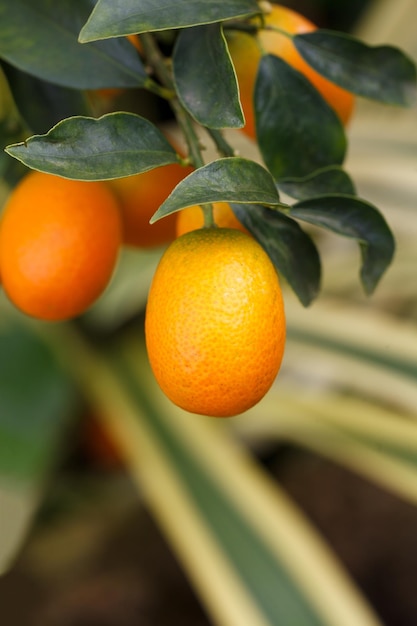 Orange Kumquat-Frucht auf dem Baum