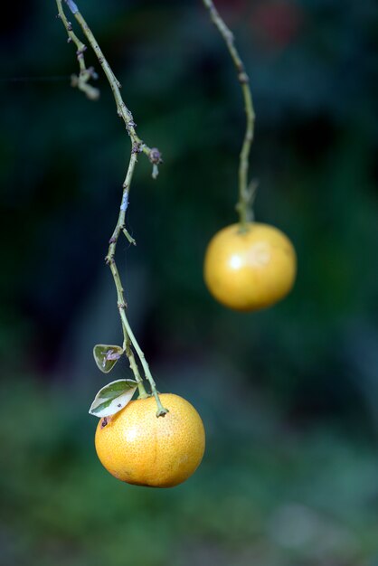 Foto orange kumquats auf dem ast des baumes