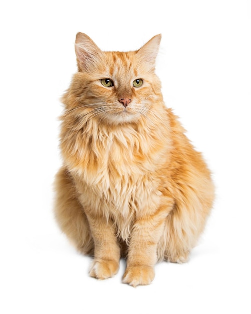 Orange langhaarige Katzen-grüne Augen