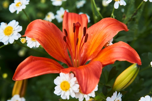 Orange Lilie blüht Hintergrund. Orientalische Lilienpflanze, Nahaufnahme.