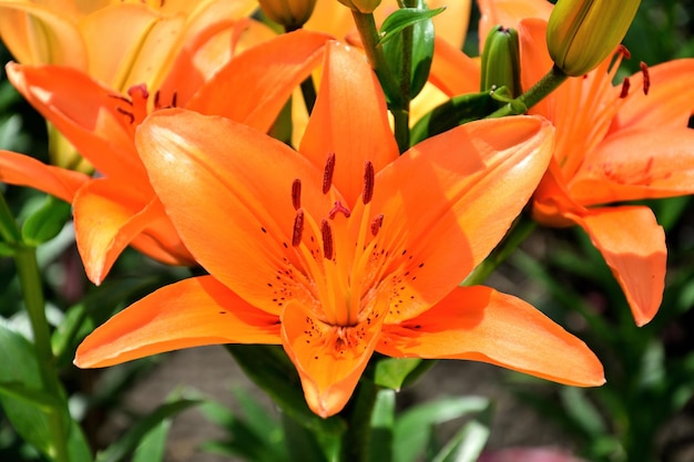 Orange Lilie Blume orange Blume