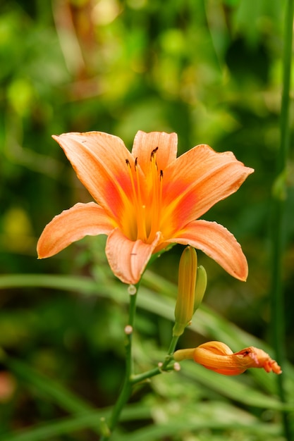 orange Lilienblume