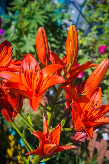 Orange Lilienblumen