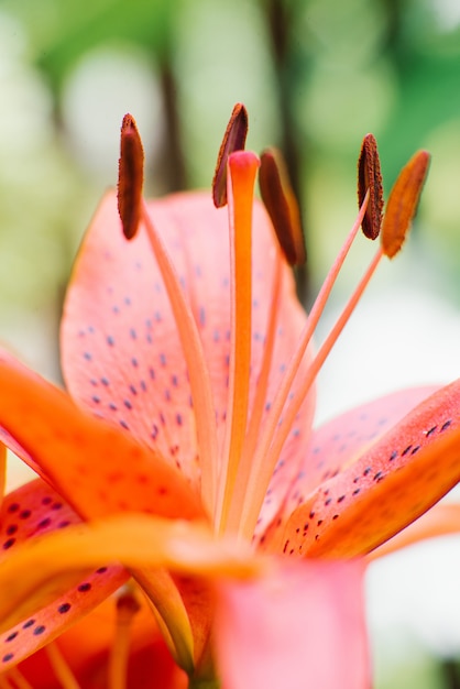 Orange Lily estambres de cerca con enfoque selectivo