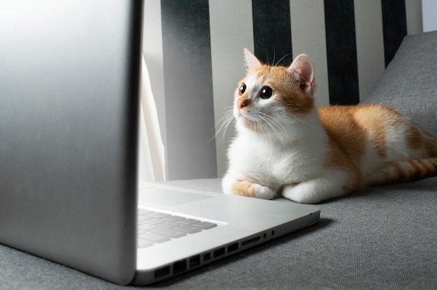 Orange lustige Katze, die nahe dem Laptop sitzt