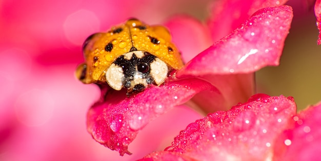 Orange Marienkäfer mit schwarzen Flecken auf taufrischen rosa Blüten, Makrofotografie, selektiver Fokus.