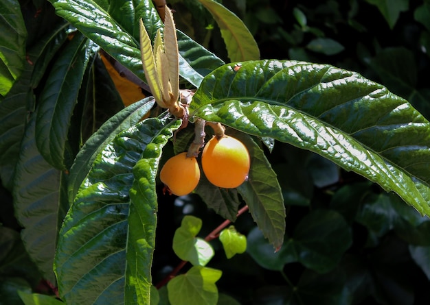 orange Mispel Frucht und grüne Blätter