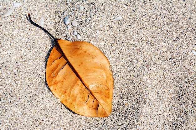 Orange oder rotes herbstbaumblatt auf der strandsandbeschaffenheit