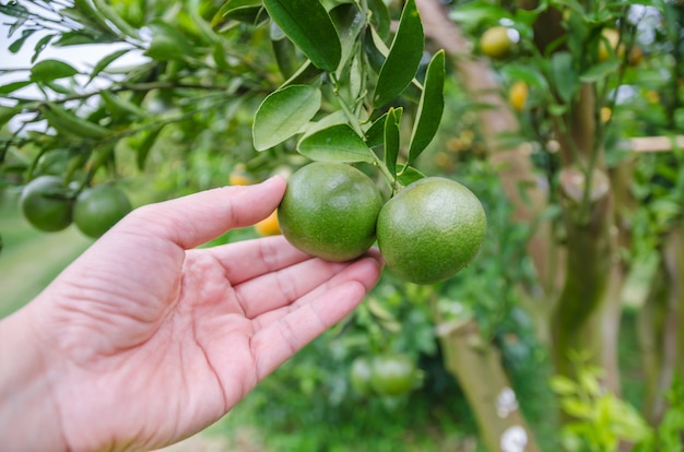 orange on tree mão humana segurando a fruta