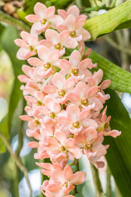 Orange Orchideen, Rhynchostylis-gigantea, auf hellem Sonnenlicht und grünen Blättern.