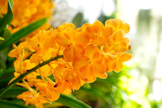 Orange orchrid Blumenblumenstrauß, der auf dunklem Hintergrund blüht