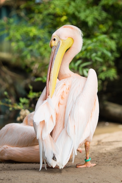 Orange Pelikan. Großer Vogel im Zoo.