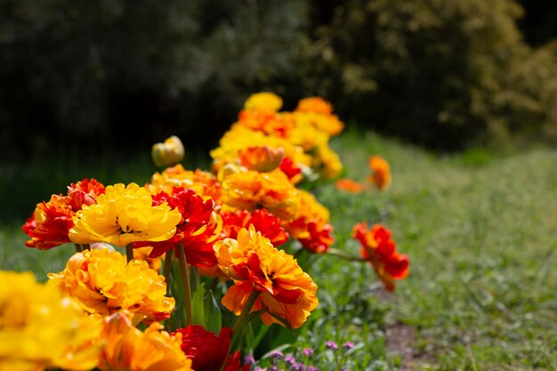 Orange pfingstrosenblütige Double Late-Tulpen Tulipa Double Beauty of Apeldoorn blühen im April in einem Garten