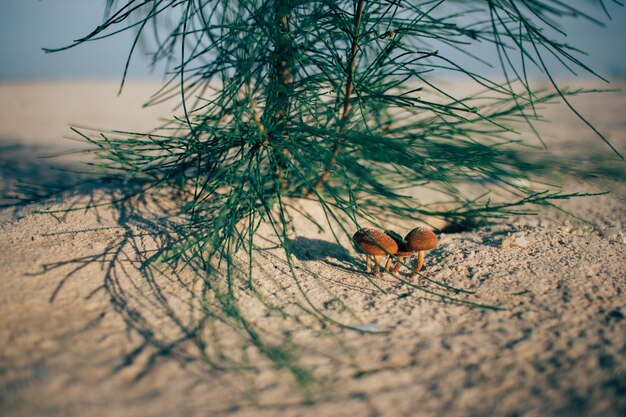 Orange Pilze unter Kiefer am Strand.