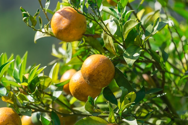 Orange Plantagengarten