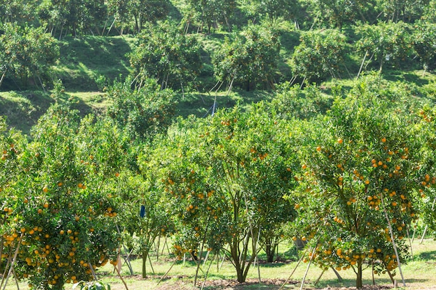 Orange Plantagengarten