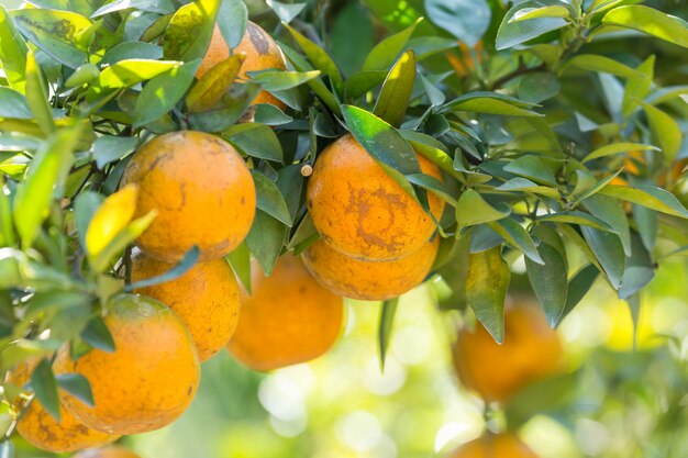 Orange Plantagengarten