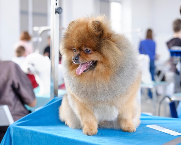 Orange Pomeranian auf dem Pflegetisch im Tierpflegesalon