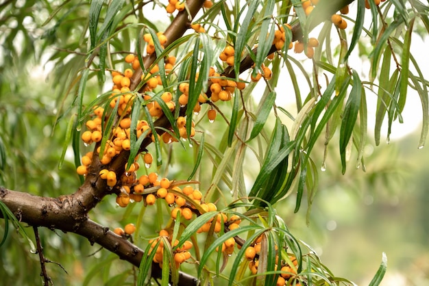 Orange reife Sanddornbeeren auf Baumzweigen Herbsternte aus nächster Nähe