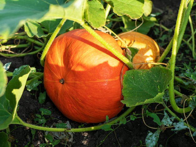 Orange reifer Bio-Kürbis mit grünen Blättern, die im Garten wachsen