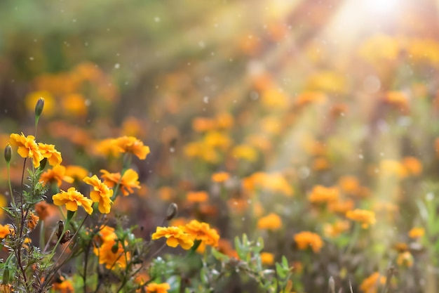 Orange Ringelblume Blumen Bunter Herbsthintergrund Tagetes in der Sonne