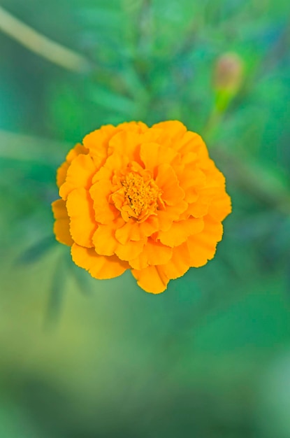 Orange Ringelblumen auf dem Blumenbeet Sommerblumen im Garten