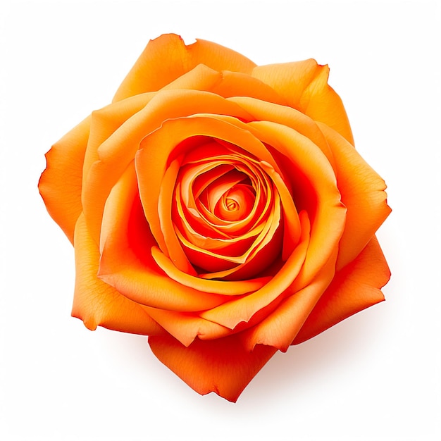 Orange Rose auf weißem Hintergrund Blumen-Flatlays KI-generiert