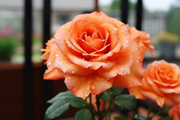 Orange Rose Blüten im Frühling Orange Bildfotografie