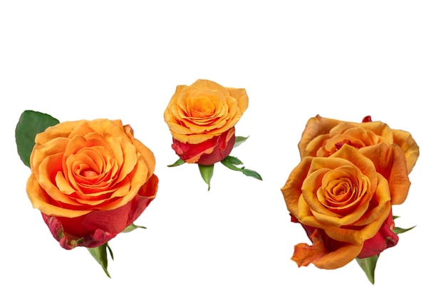 Orange Rose isoliert auf weißem Hintergrund. Ansicht von oben.