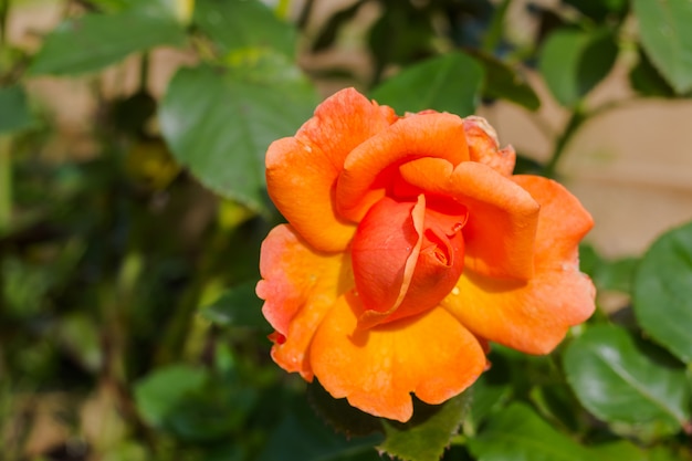 Orange Rose und Sonnenlicht. Rose im Garten an einem sonnigen Tag. Schöne Blume