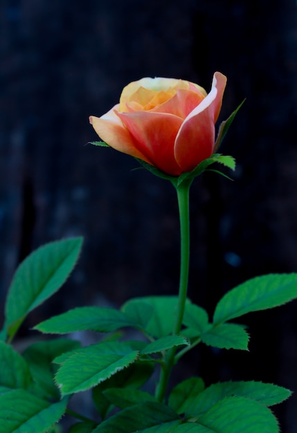 Orange Rose