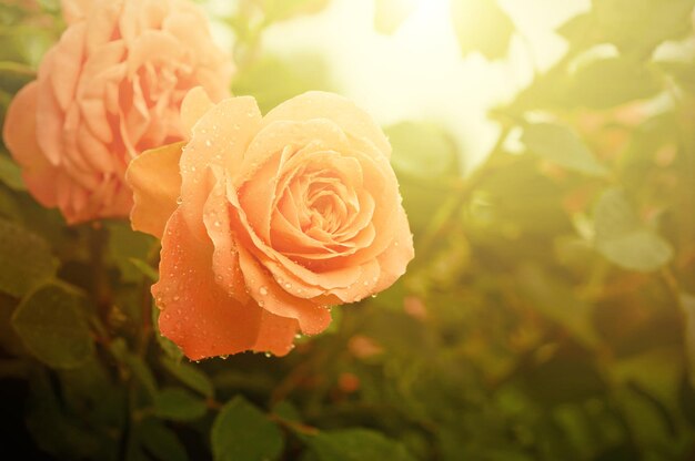 orange Rose