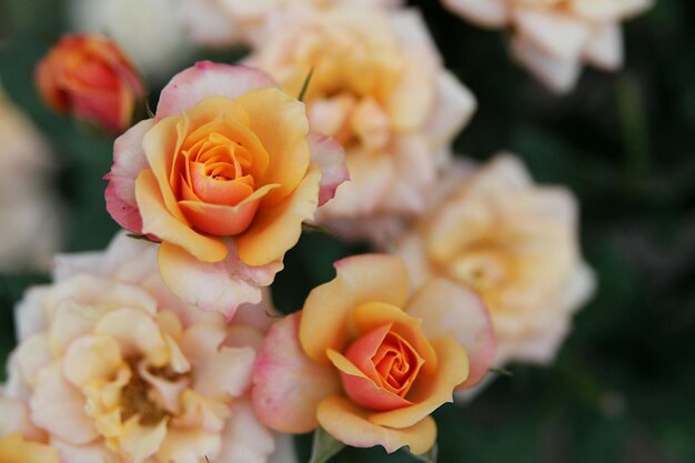 Orange Rosen im Garten