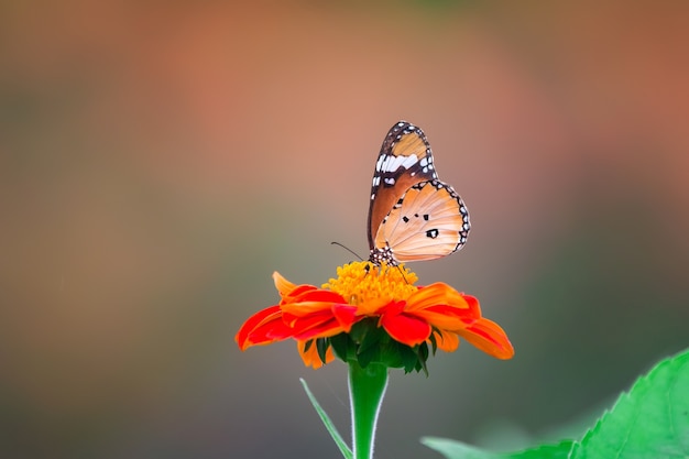 Orange Schmetterling auf Blume, Naturhintergrund