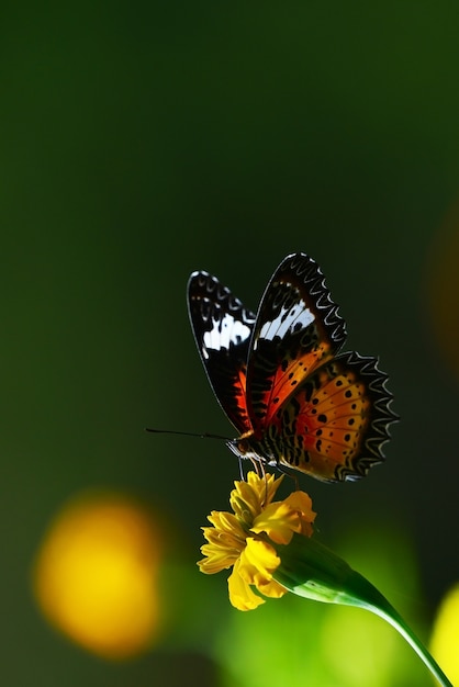 Orange Schmetterling auf Blume und grünem Hintergrund