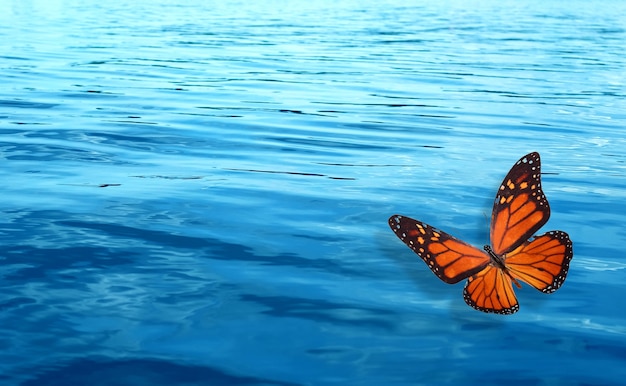 Orange Schmetterling auf einem Hintergrund von blauem Wasser. Vorlage für Design