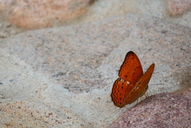 Foto orange schmetterling auf steinboden