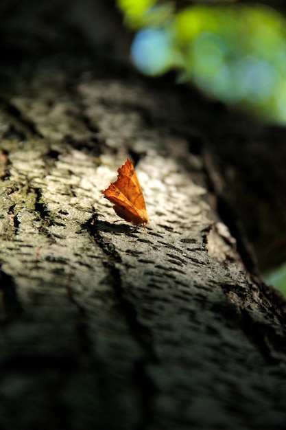 Orange Schmetterling, der auf dem Baum sitzt