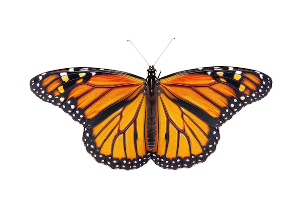 Orange Schmetterling isoliert auf weißem Hintergrund Studio-Naturfoto AIG57