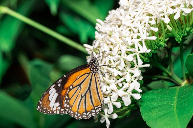 Orange Schmetterling mit weißer Ixora-Blume