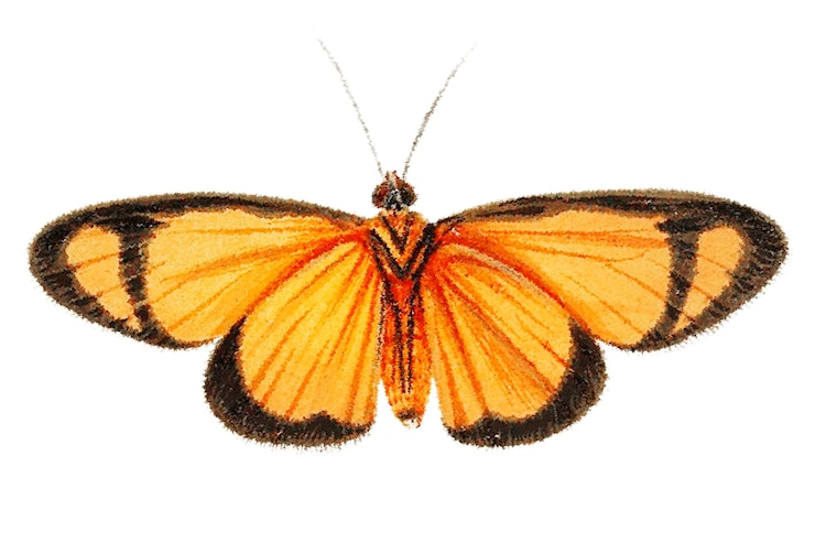 Foto orange schmetterling png durchsichtiger hintergrund