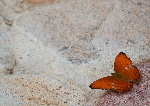 Orange Schmetterling