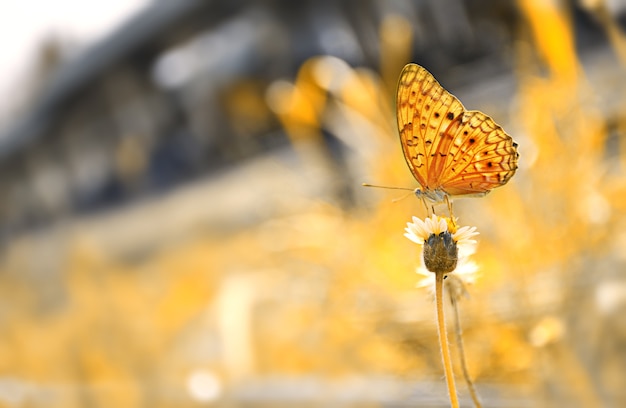 orange Schmetterling