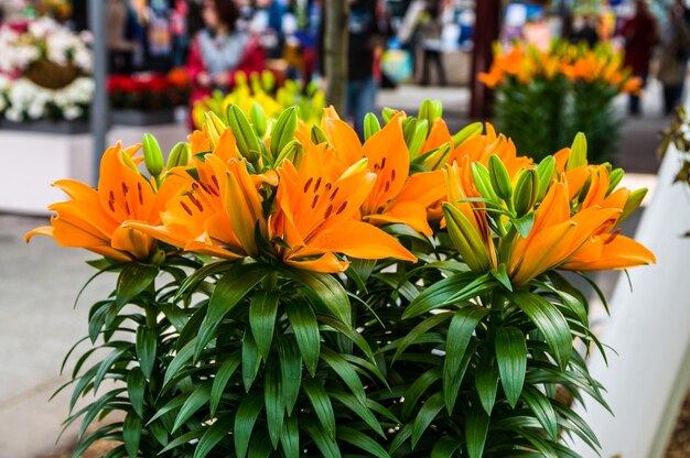 Orange schöne Lilien Keukenhof Park Lisse in Holland